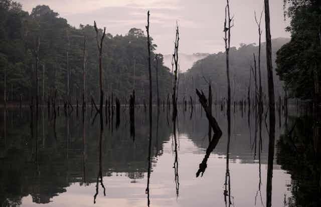 paysage de bois morts dans un lac