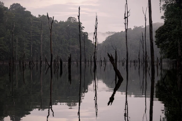 paysage de bois morts dans un lac