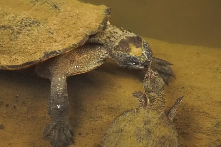 An image showing a male saw-shelled turtle 'kissing' a larger female