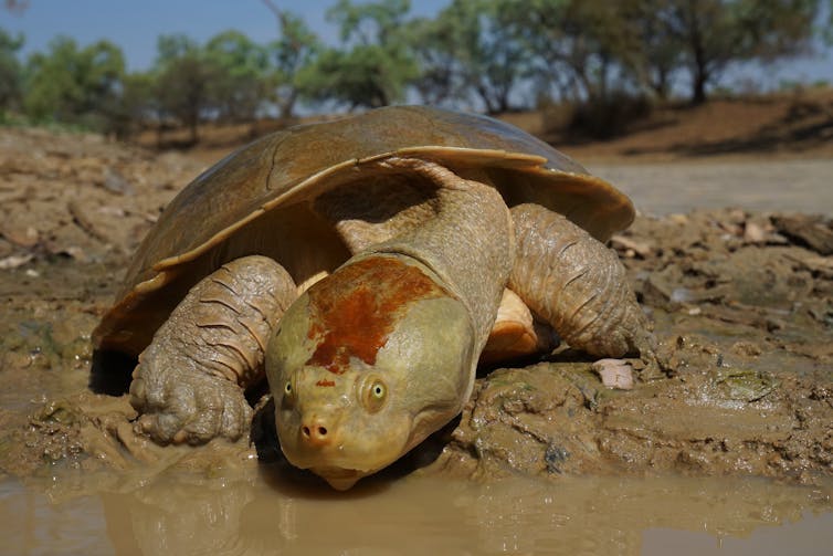 Closeup photo of a large female turtle facing the camera, stretching out its neck to drink from a pool of water