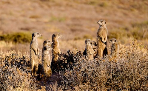 From meerkat school to whale-tail slapping and oyster smashing, how clever predators shape their world