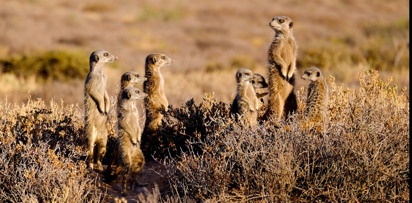 From meerkat school to whale-tail slapping and oyster smashing, how ...