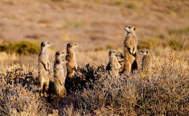 A family of meerkats on the alert, with one heads and shoulders above the rest