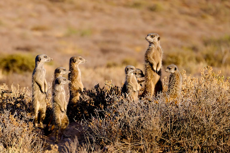 A family of meerkats on the alert, with one heads and shoulders above the rest