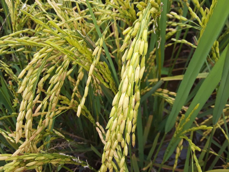 Close-up of a yellow-green plant cascading with elongated seeds