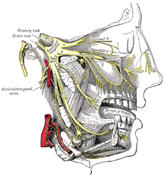 drawing of face with nerves labelled