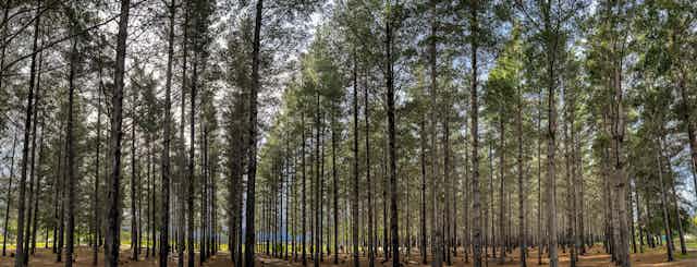 A photograph of a forest of pine trees, planted close together