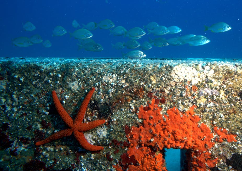 A concrete block with red encrusting growth and a starfish, with fish swimming above.