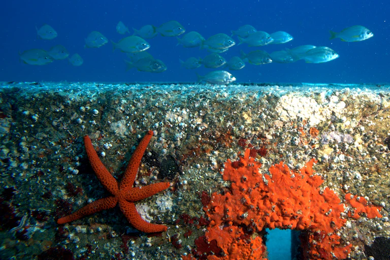 A concrete block with red encrusting growth and a starfish, with fish swimming above.