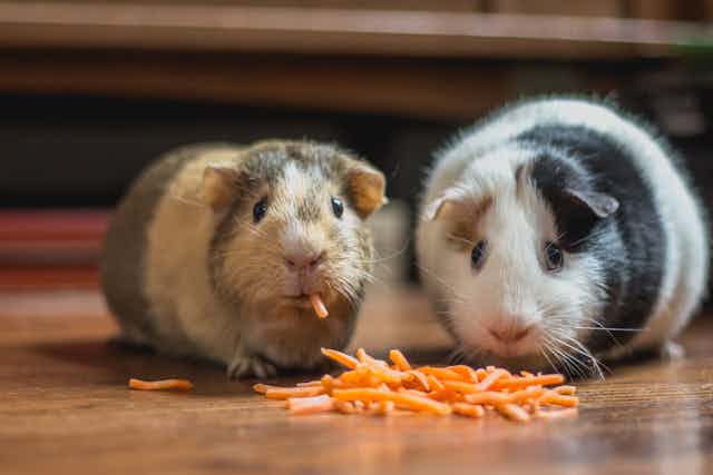 Two hamsters eating carrot sticks.