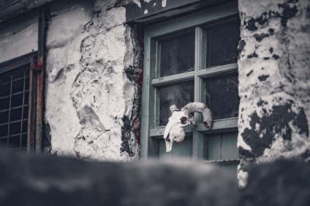 An animal skull is displayed on the outside window of a crumbling building.