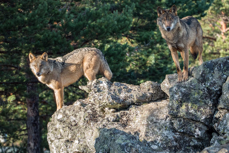 Deux loups ibériques debout sur un rocher.