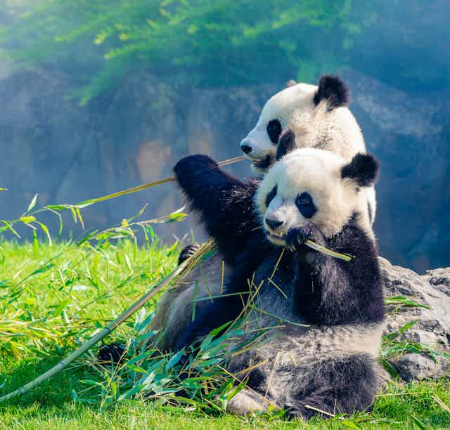 Mother Panda and her baby Panda are Snuggling and eating bamboo in the morning.