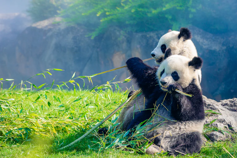 Mother Panda and her baby Panda are Snuggling and eating bamboo in the morning.