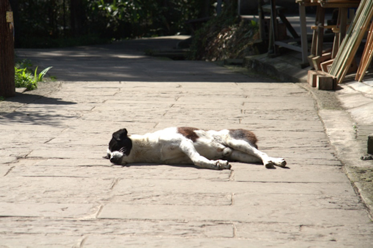 A feral dog in Sichuan, Southwest China. Sara Hoummady, Fourni par l'auteur