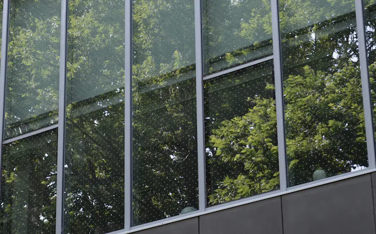 Billions of birds collide with glass buildings – but architecture has ...
