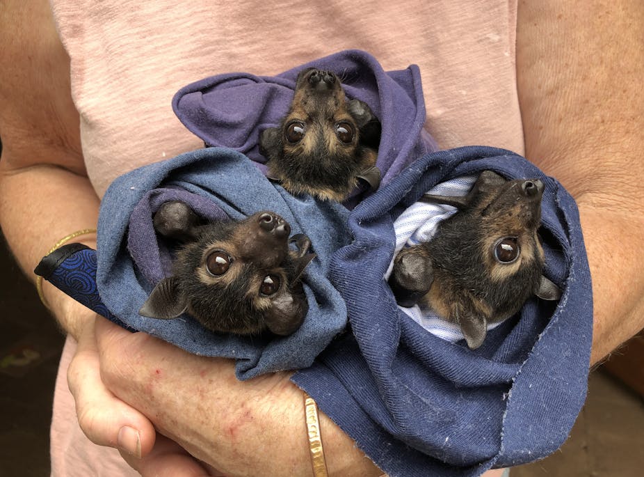 spectacled flying foxes