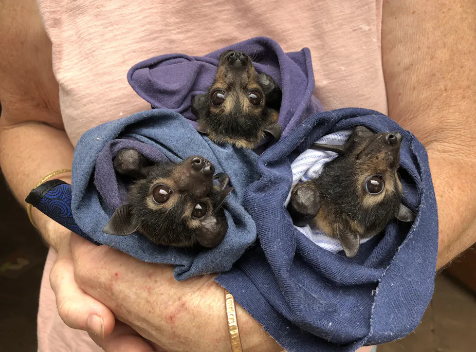 Flying foxes pollinate forests and spread seeds. Here’s how we can make ...