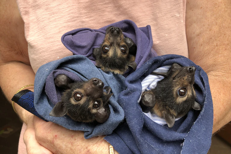 spectacled flying foxes