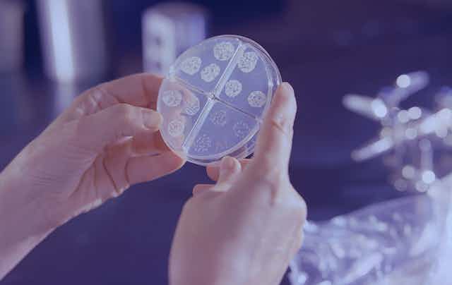 A Mycobacterium tuberculosis drug susceptibility test