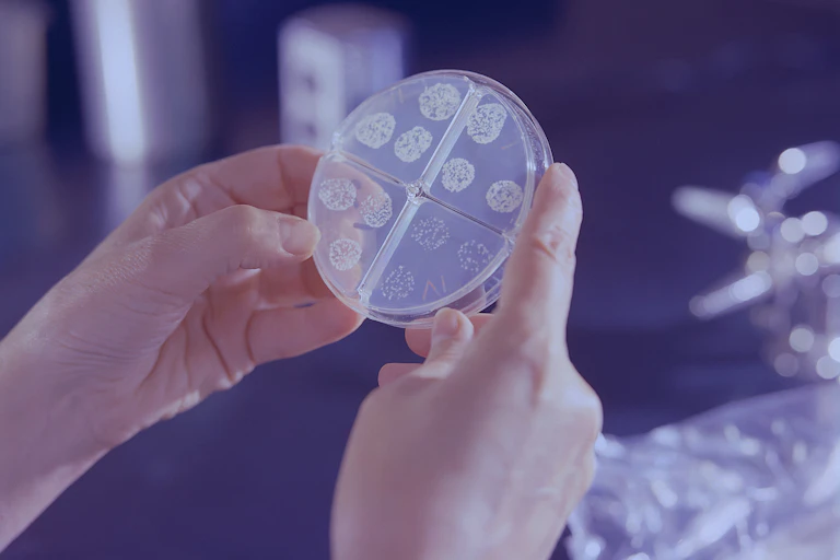 A Mycobacterium tuberculosis drug susceptibility test