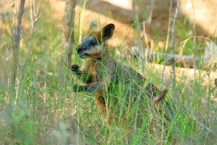 A small brown marsupial with dark ears eating spare but tall green grass