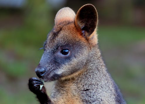 Animals keep eating precious plants – we used ‘smell misinformation’ to keep them away