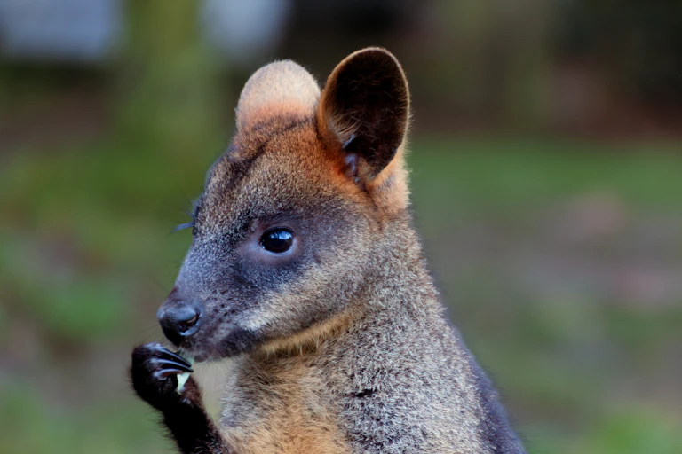 A small brown animal with dark eyes and rounded ears eating a leaf