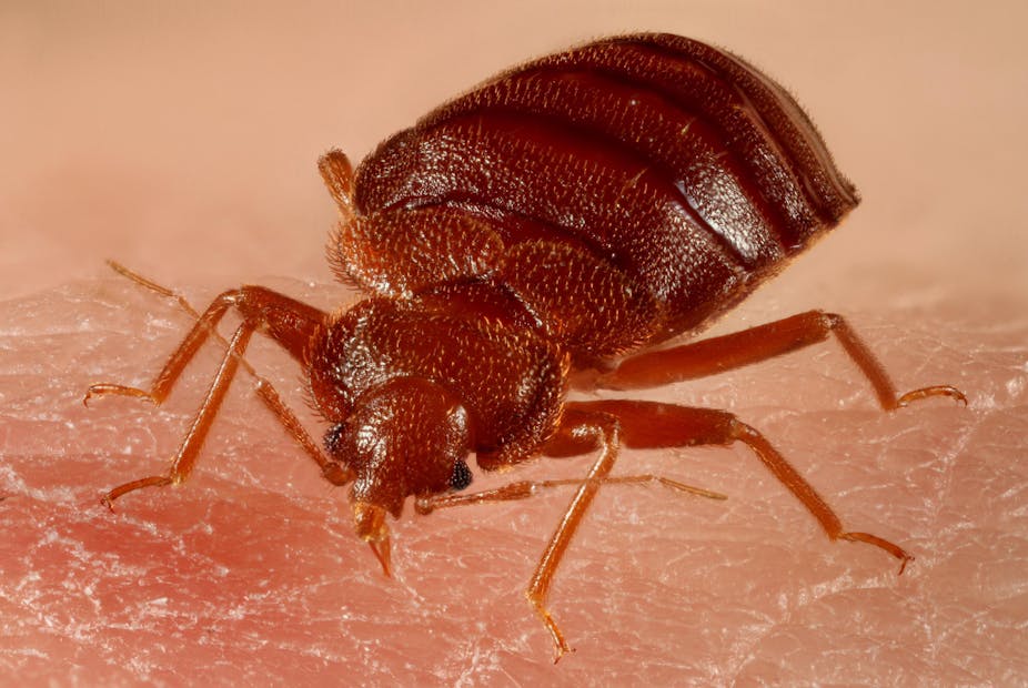 Close up of bed bug