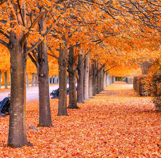 A tree tunnel during autumn.