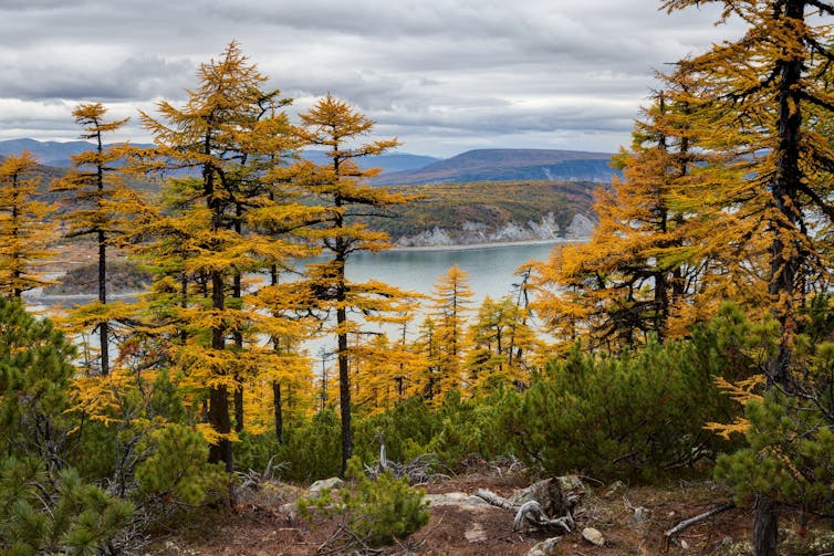 A view of a coniferous forest with a sea bay and hills in the distance.