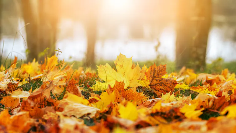 Yellow and orange maple leaves on the ground in the sunlight.