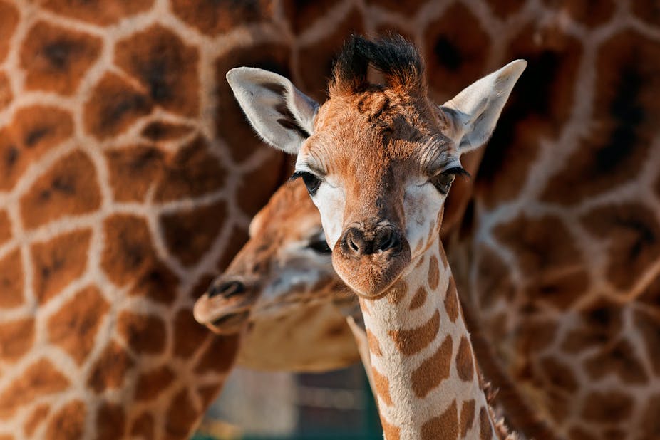 Two baby giraffes