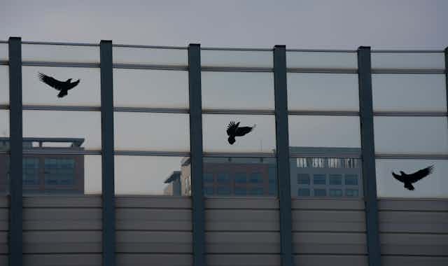 Des autocollants en forme d'oiseaux sur une large paroi vitrée.
