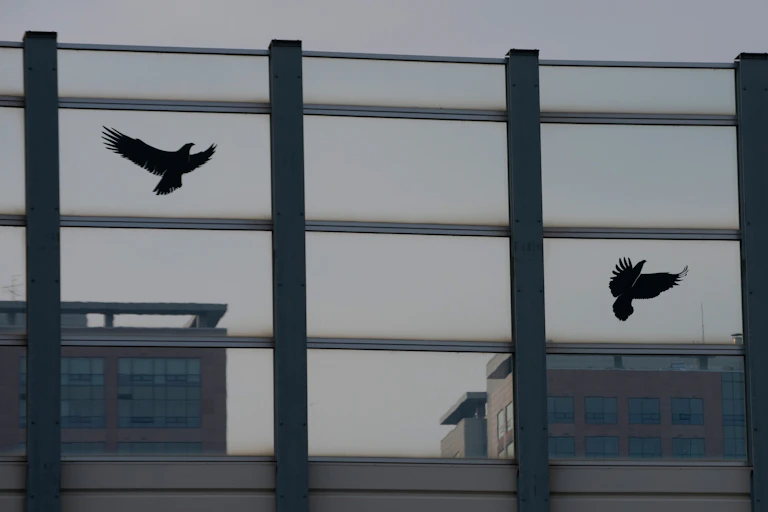 Des autocollants en forme d'oiseaux sur une large paroi vitrée.