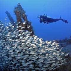 research questions about marine biology