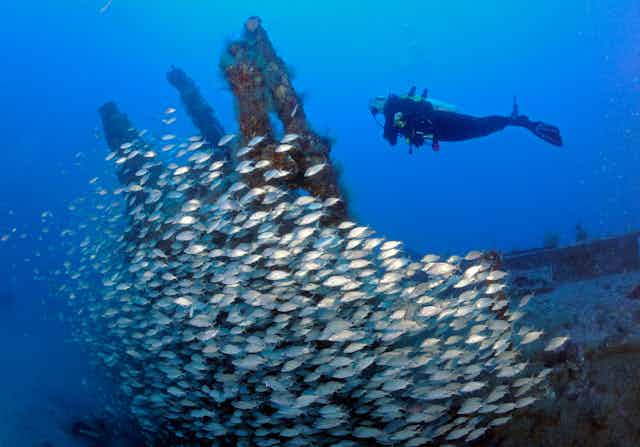 A diver swims over a large school of fish circling a wreck.