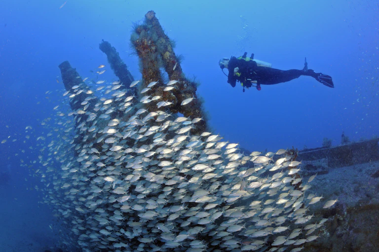 A diver swims over a large school of fish circling a wreck.