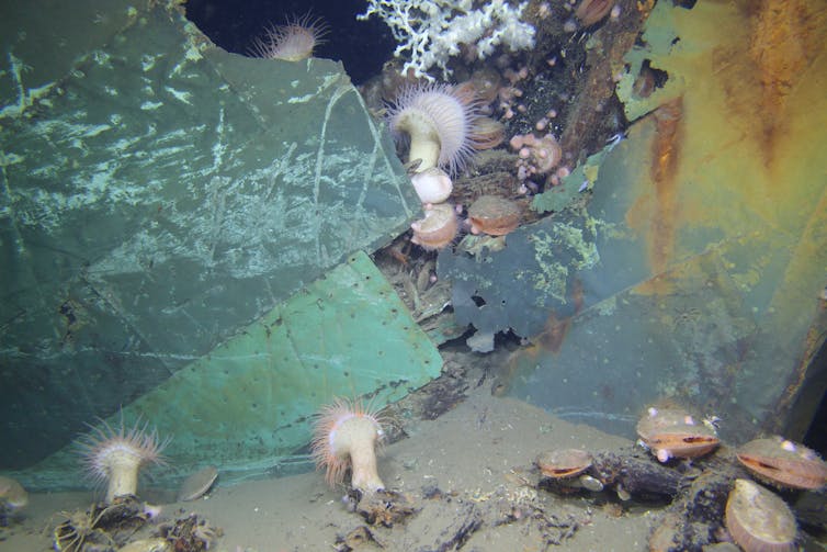 Shellfish, deepwater coral and anemones cling to the surface of a sunken wreck.