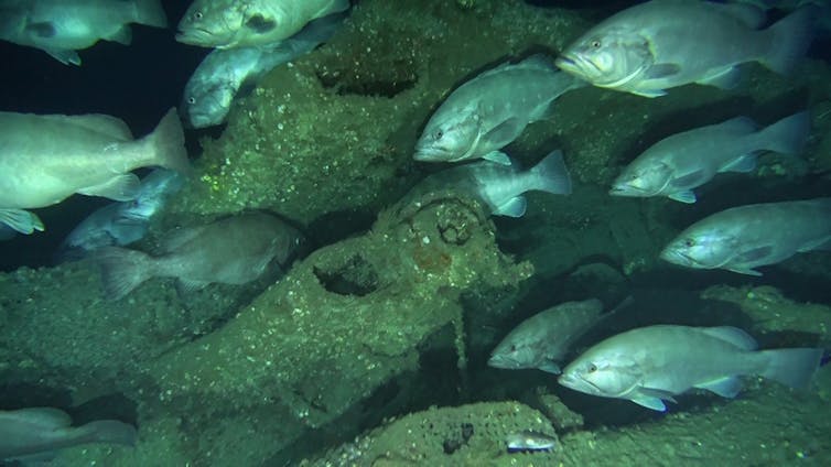 Fish hover above a wrecked ship's surface.