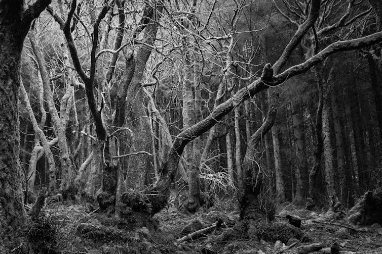 A spooky black and white forest with twisted trees.