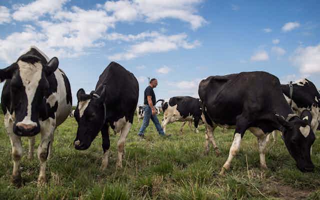 A man in jeans and a t-shirt walks among a herd of dairy cows