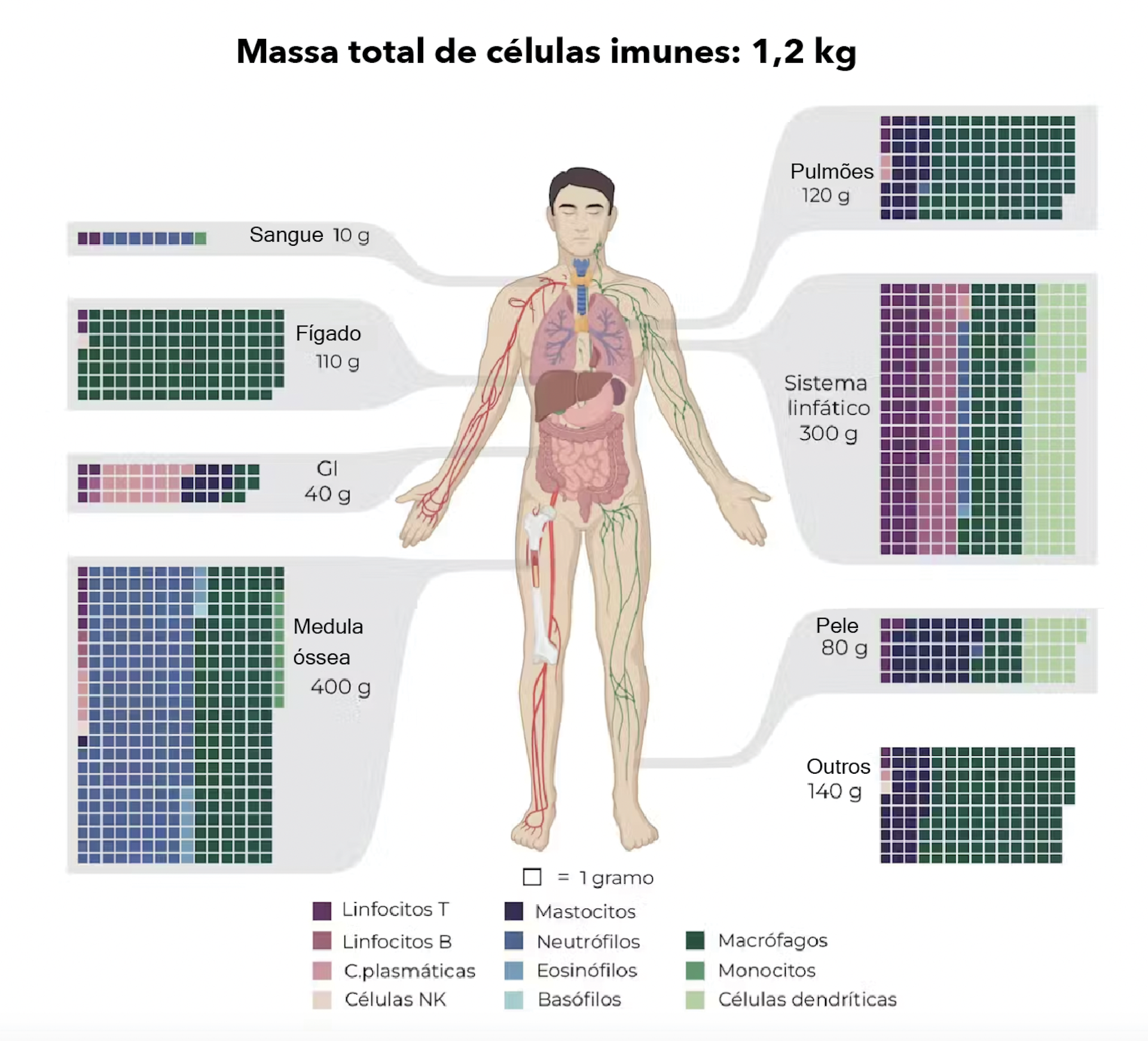 Fim de um mistério: já sabemos quantas são e quanto pesam as células imunes  do nosso corpo, image size:1000x907