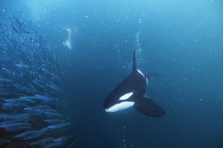 a killer whale chasing a school of small fish