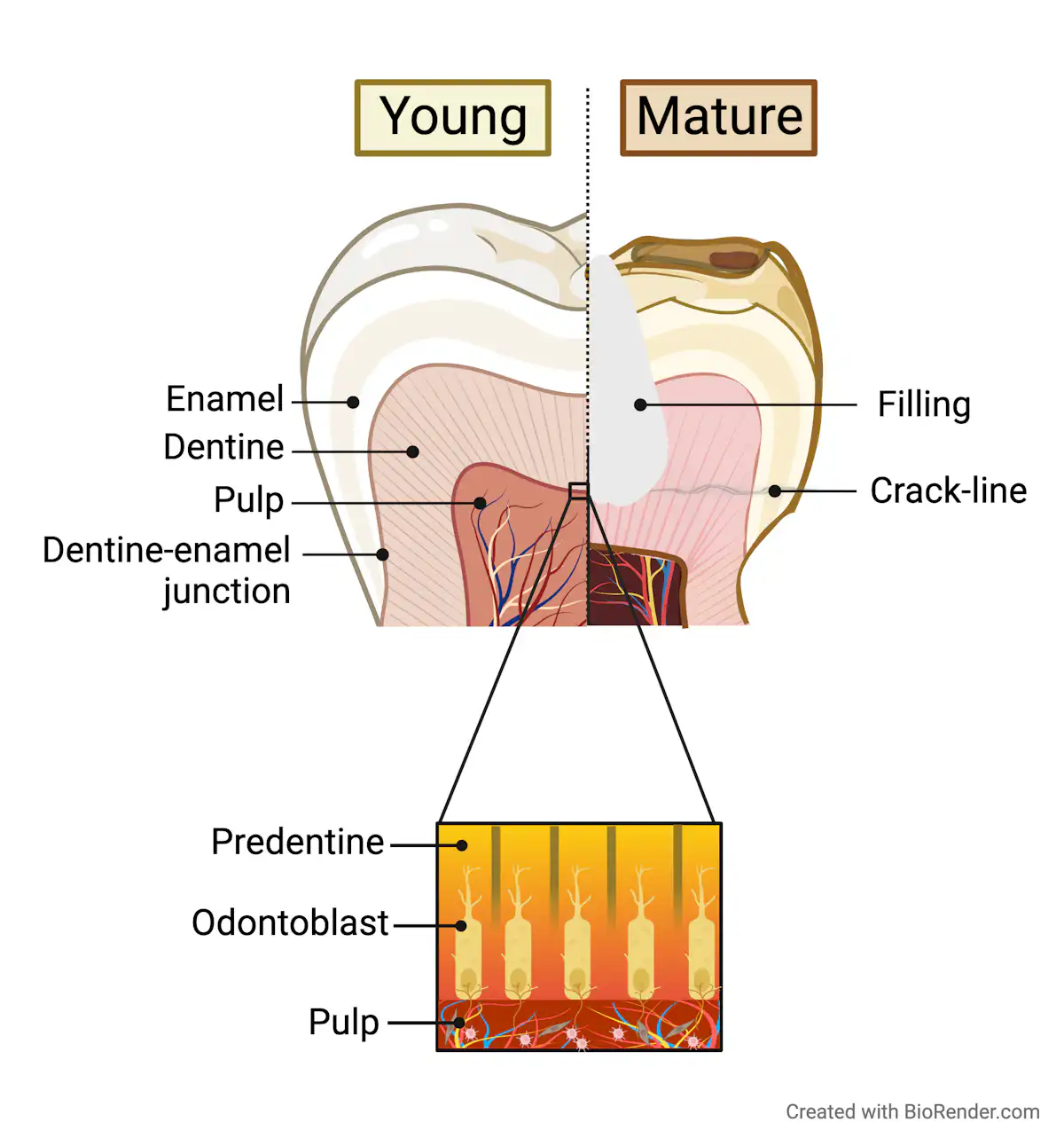 Generations Toledoth Images What happens to teeth as you age? And how can you extend the life of ...