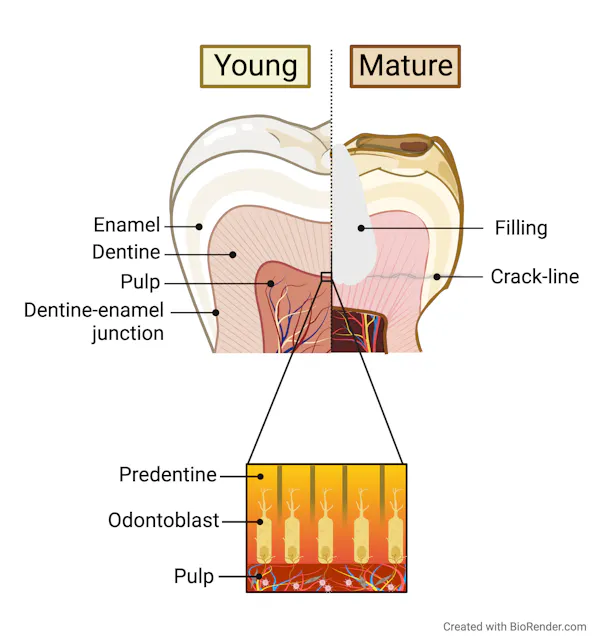 Generations Toledoth Images What happens to teeth as you age? And how can you extend the life of ...