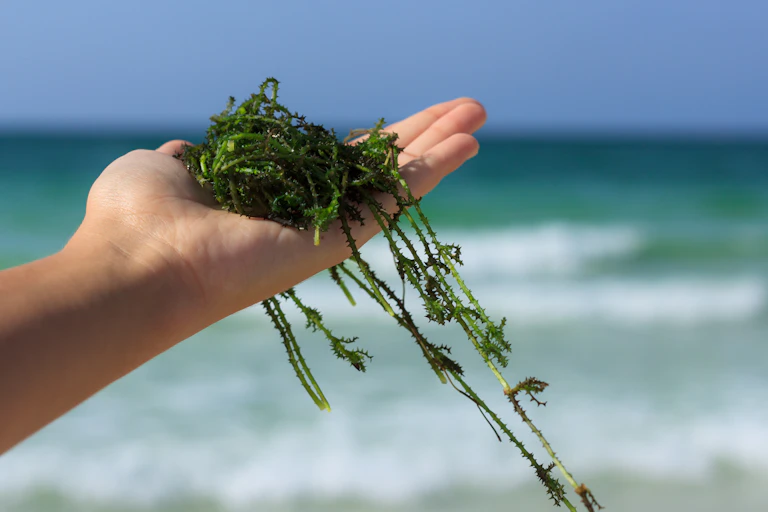 Seaweed.