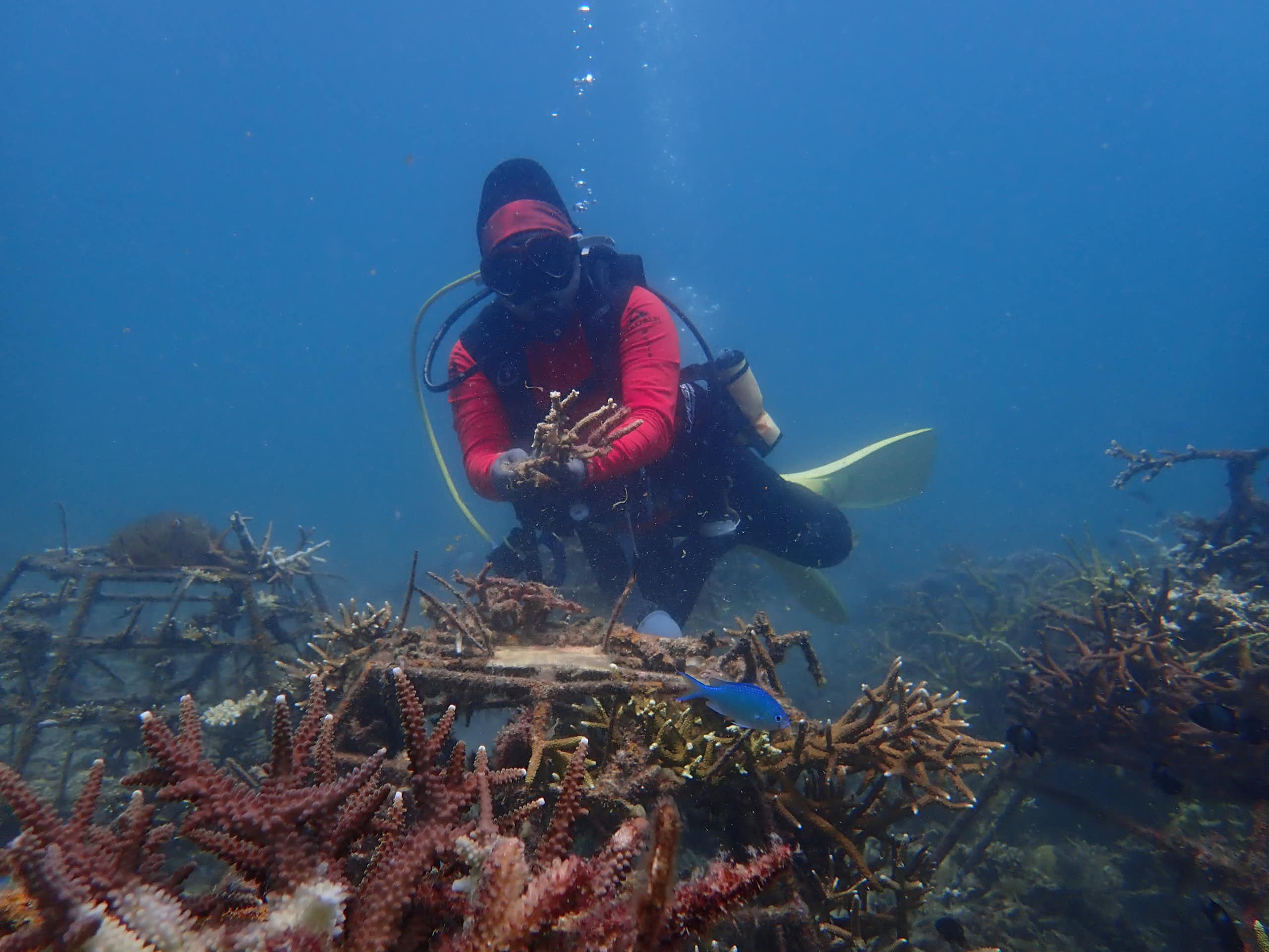Melihat lebih dekat masyarakat pesisir ‘melawan’ pemanasan laut dengan memulihkan karang