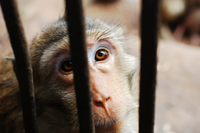 Monkey in a cage