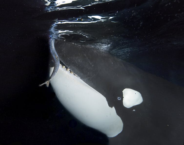 gros plan d’une orque dévorant un poisson
